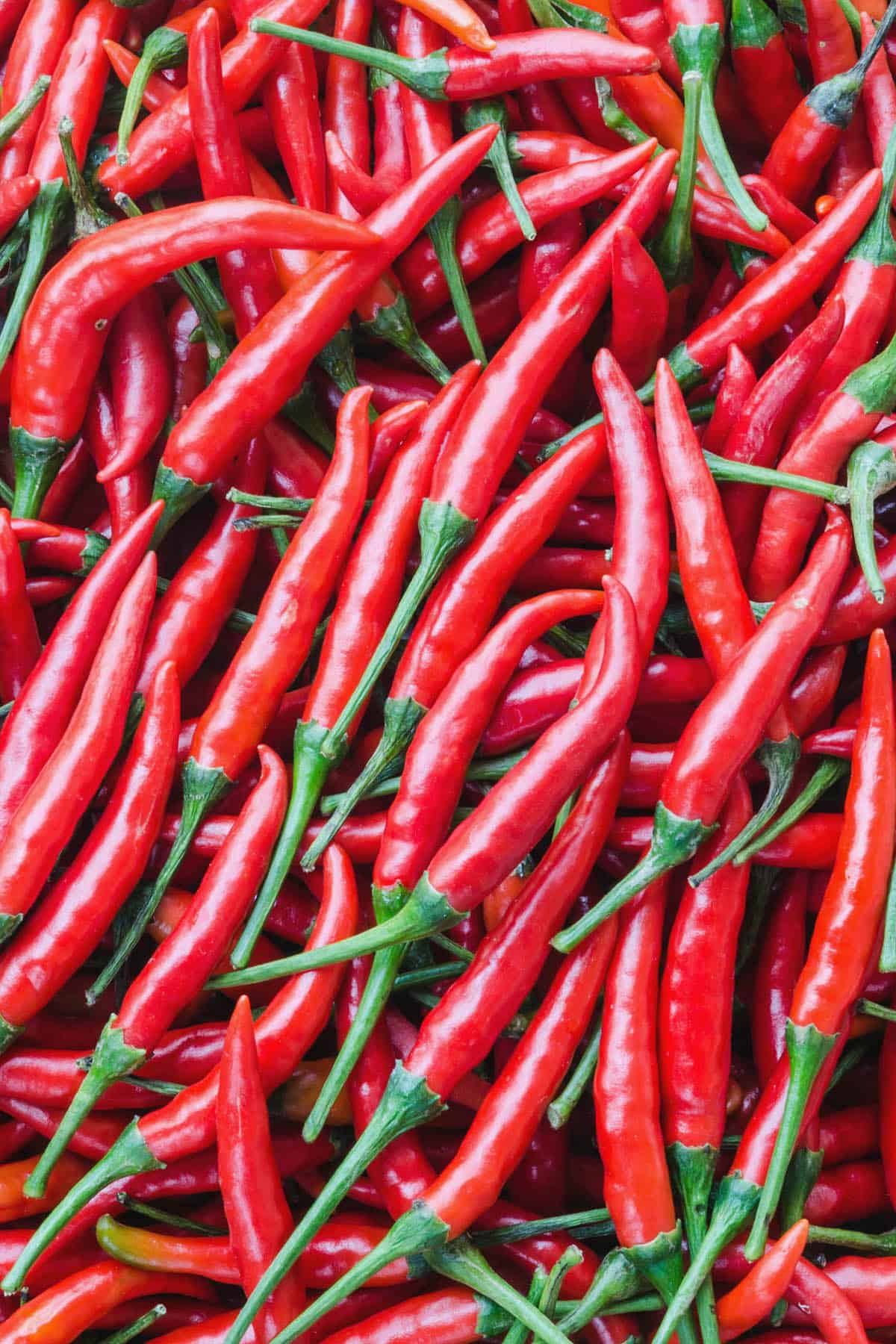 Cayenne (sold in a pack of 5)