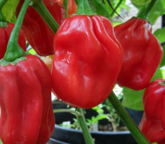 Red Habanero