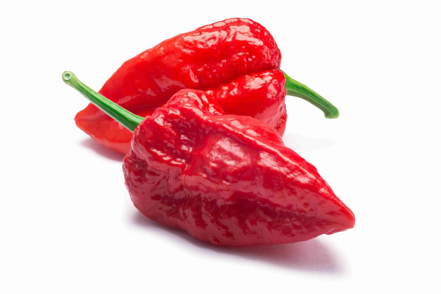 Bhut Jolokia (Ghost Chilies)