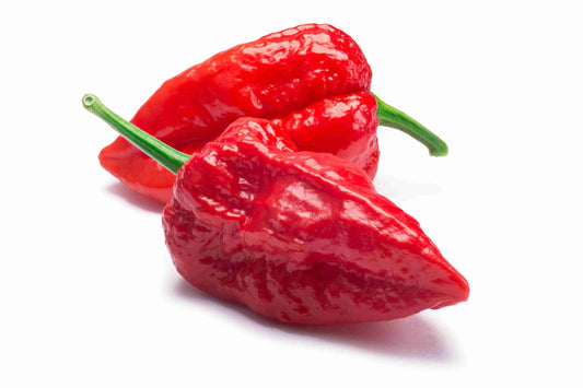 Bhut Jolokia (Ghost Chilies)