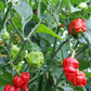 Carolina Reaper