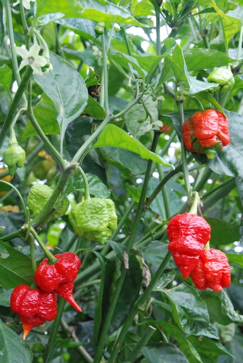 Carolina Reaper