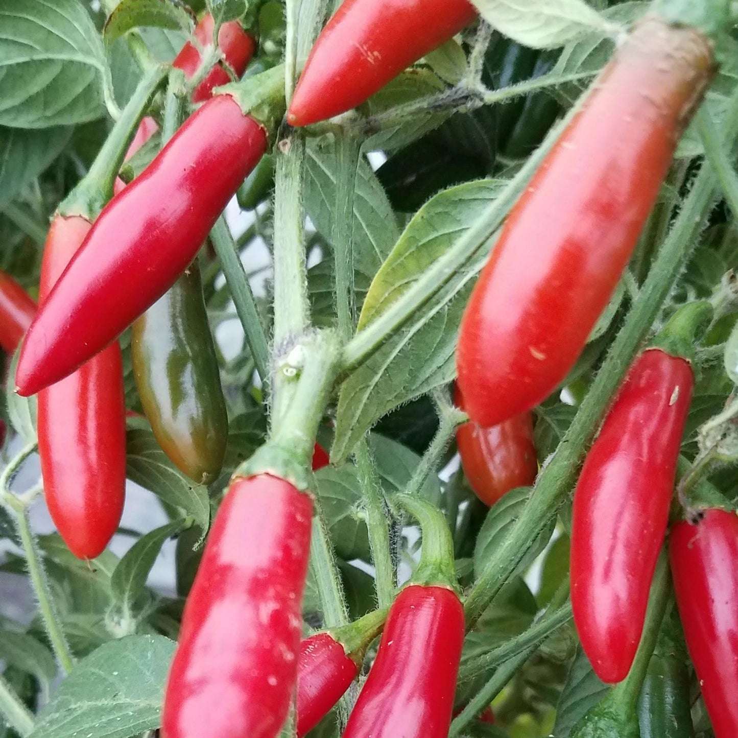 Serrano peppers