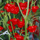 Red scotch bonnet