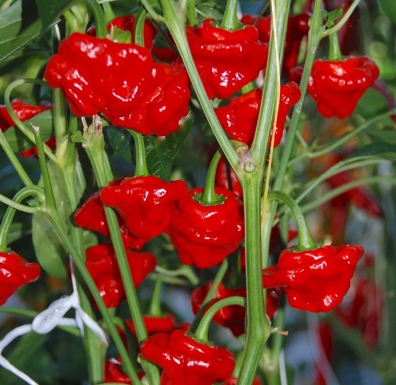 Red scotch bonnet