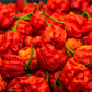 Carolina Reaper