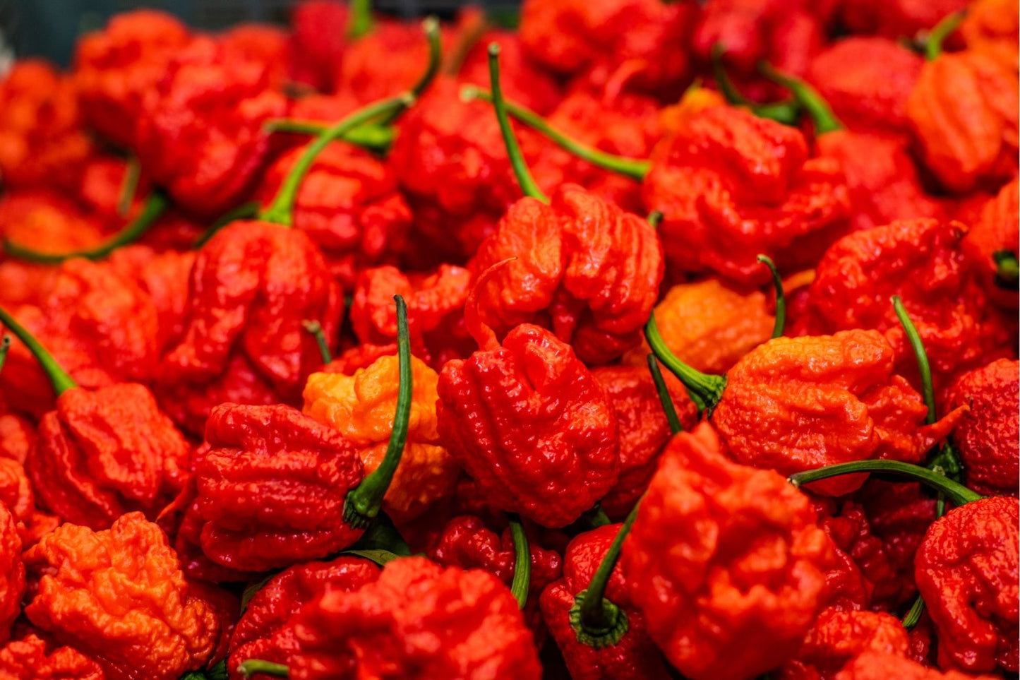 Carolina Reaper