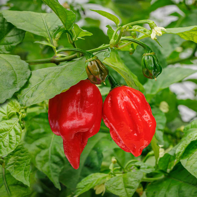 Carolina Reaper