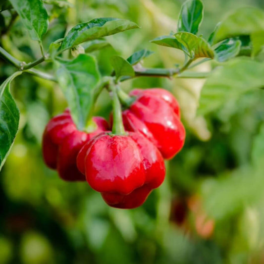 Red scotch bonnet