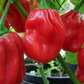 Red Habanero