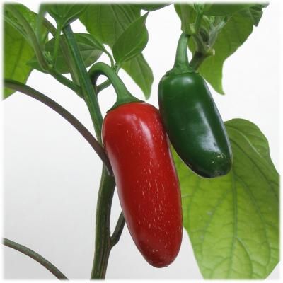 Jalapeno Chilli Peppers